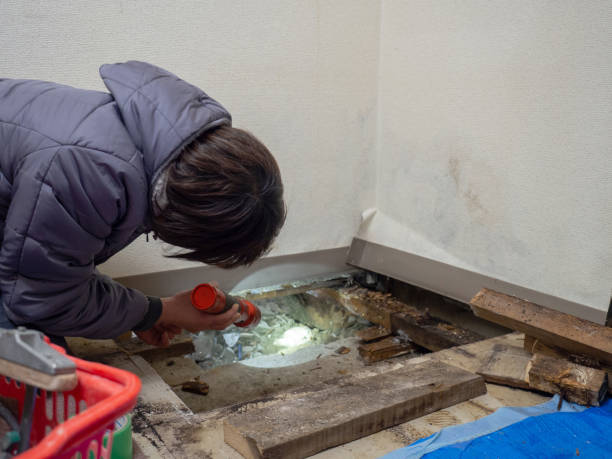 Best Basement Mold Removal  in Wadena, MN
