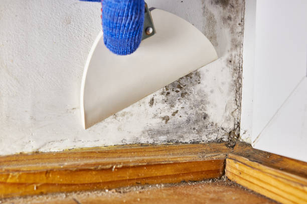 Best Air Quality Testing for Mold Spores  in Wadena, MN